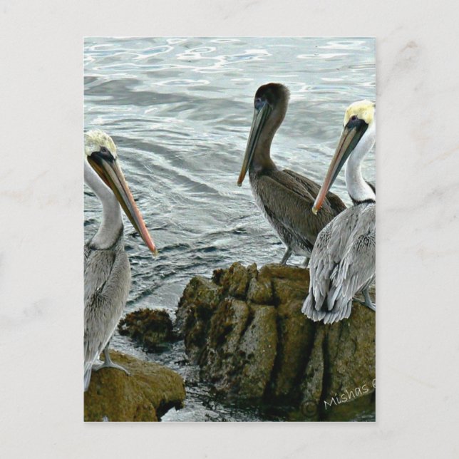 Monterey-Pelikane Postkarte (Vorderseite)