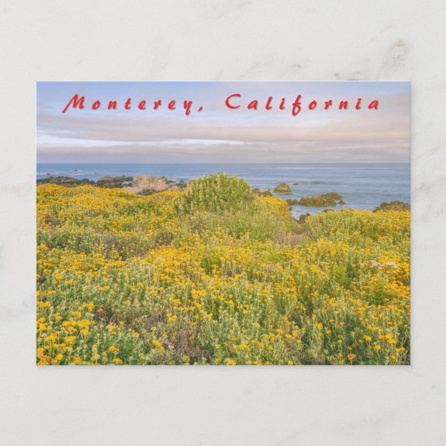 Monterey Spring Postkarte (Vorderseite)