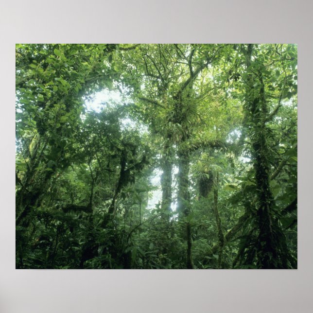 Monteverde Cloud Forest, Costa Rica. Poster (Vorne)