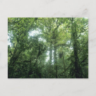 Monteverde Cloud Forest, Costa Rica. Postkarte