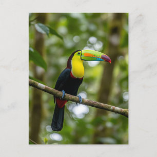 Monteverde Cloud Forest Toucan Costa Rica Postkarte