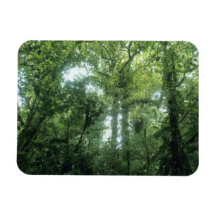 Monteverde-Nebelwald, Costa Rica. Magnet