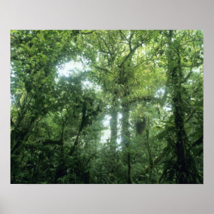 Monteverde-Nebelwald, Costa Rica. Poster