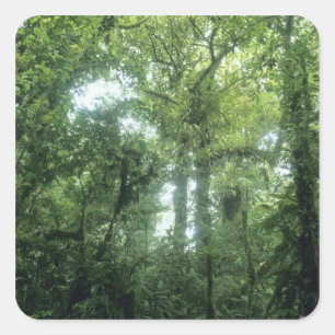 Monteverde-Nebelwald, Costa Rica. Quadratischer Aufkleber