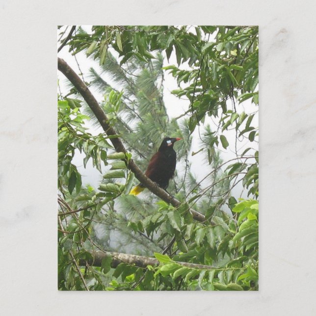Montezuma Oropendola Postkarte (Vorderseite)
