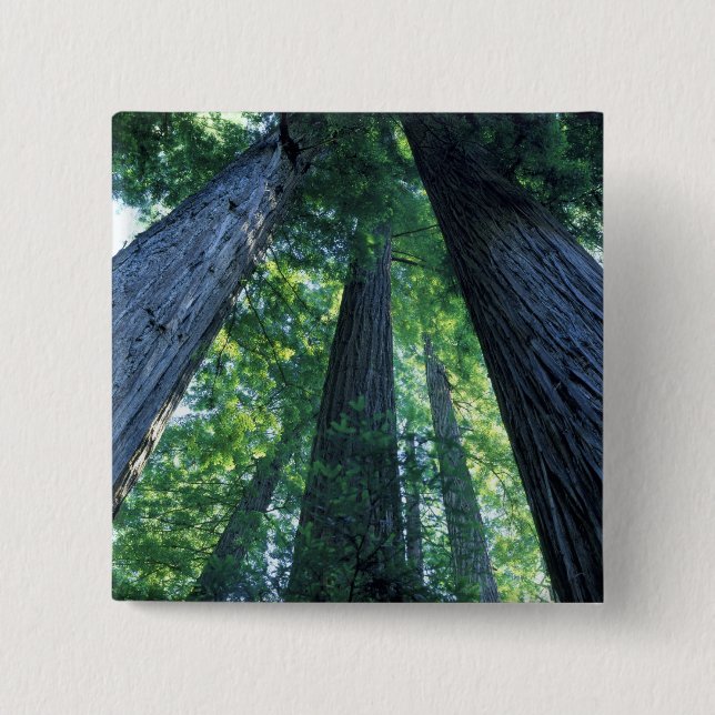 Montgomery Woods Staat Reserve, Kalifornien. Button (Vorderseite)