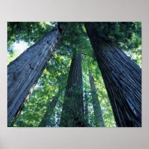 Montgomery Woods Staat Reserve, Kalifornien. Poster