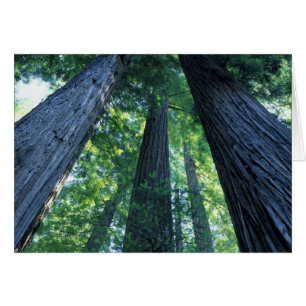 Montgomery Woods State Reserve, Californie.