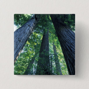 Montgomery Woods State Reserve, Kalifornien. Button