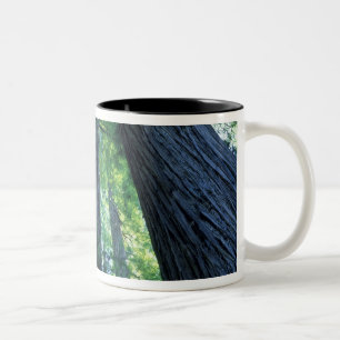 Montgomery Woods State Reserve, Kalifornien. Zweifarbige Tasse