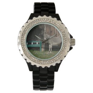 Montre Adorable Âne À Côté Du Banc Vert Bois