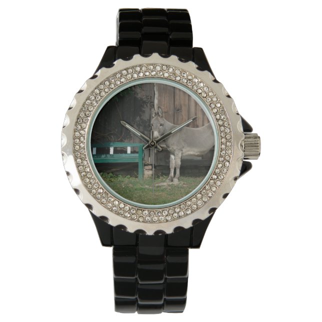Montre Adorable Âne À Côté Du Banc Vert Bois (devant)