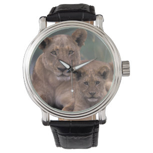 Montre Afrique, Botswana, Delta de l'Okavango. Lions