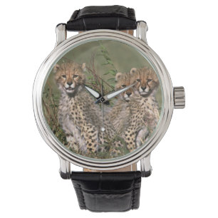 Montre Afrique; Kenya; Masai Mara; Trois bébés guépards