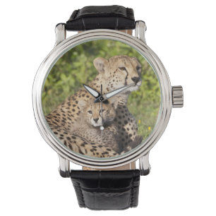 Montre Afrique. Tanzanie. Cheetah mère et petits 2