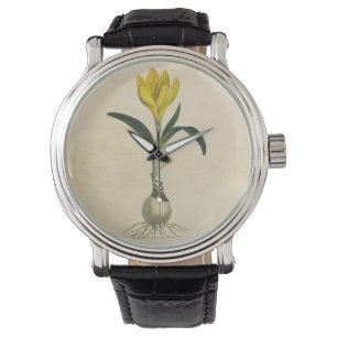 Montre Amaryllis Tulip Jardin Botanique Fleur