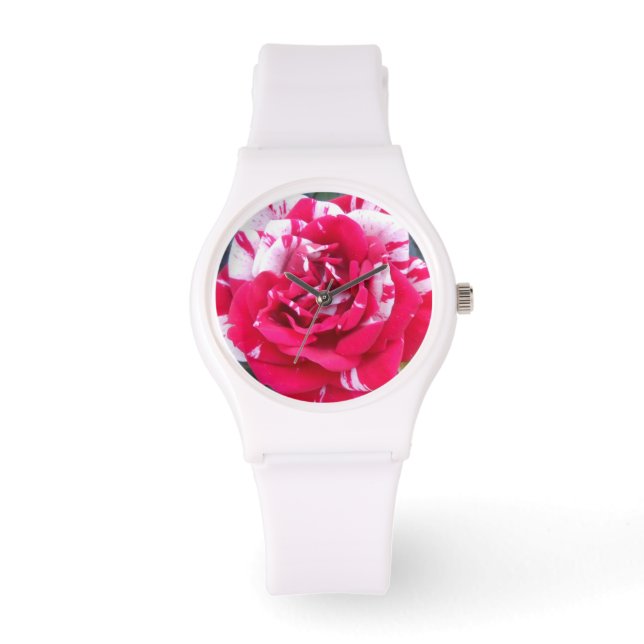 Montre Anicia (Recto)