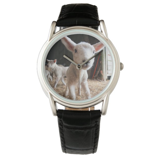 Montre Animaux de bébés cutest | Agneau mignon dans une f (devant)