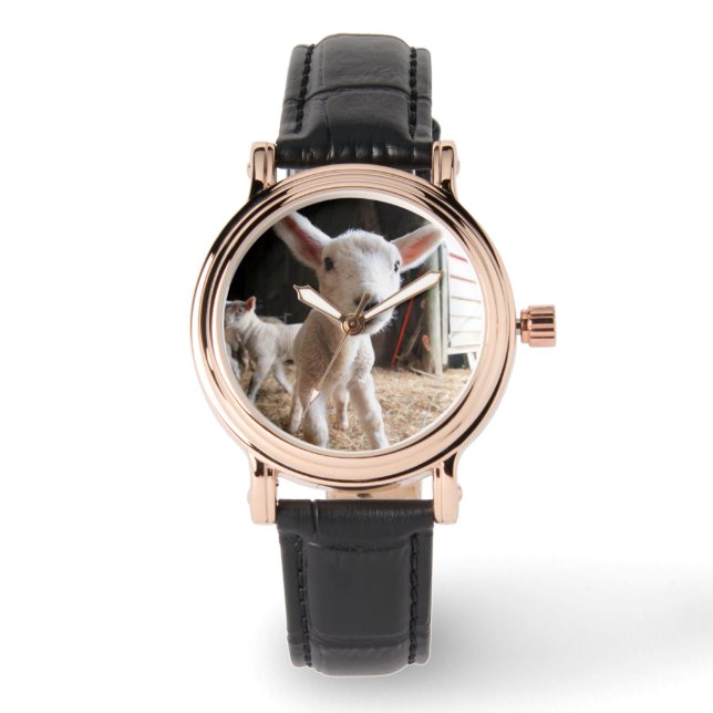 Montre Animaux de bébés cutest | Agneau mignon dans une f (Recto)