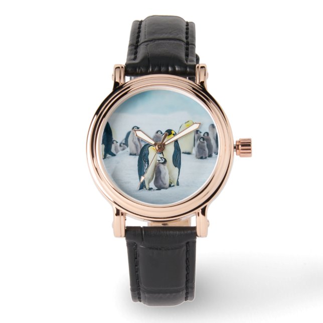 Montre Animaux de bébés cutest | Alimentation de pingouin (Recto)