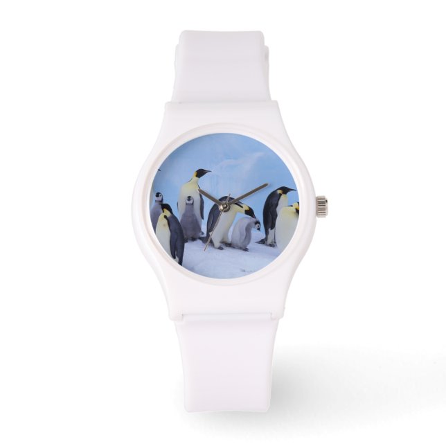 Montre Antarctique, Emporer Penguins (Recto)