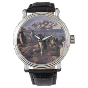 Montre Antarctique, poussins de manchot Adélie