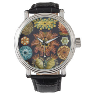 Montre Ascidiae par Ernst Haeckel, Animaux Marins Anciens