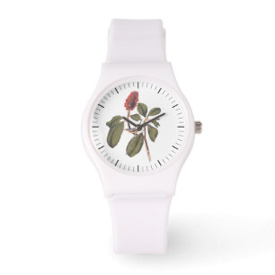 Montre Audubon Bonaparte Flycatcher Songbird et Magnolia