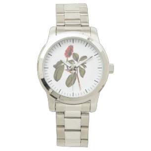 Montre Audubon Bonaparte Flycatcher Songbird et Magnolia