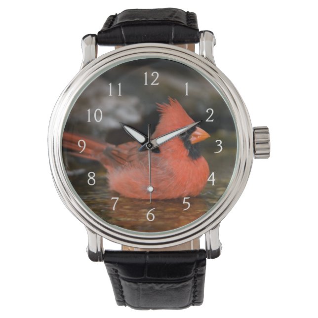 Montre Bain masculin du Cardinal du Nord (devant)