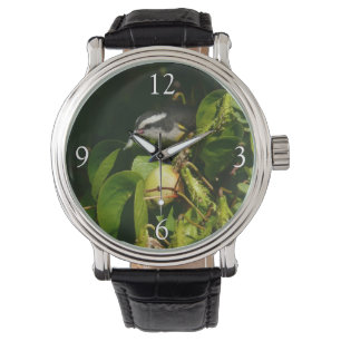 Montre Bananaquit Bird Mange Photographie tropicale