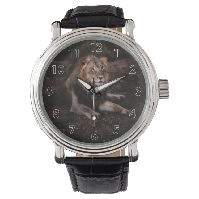 Montre Beau Lion de repos dans la nature (devant)
