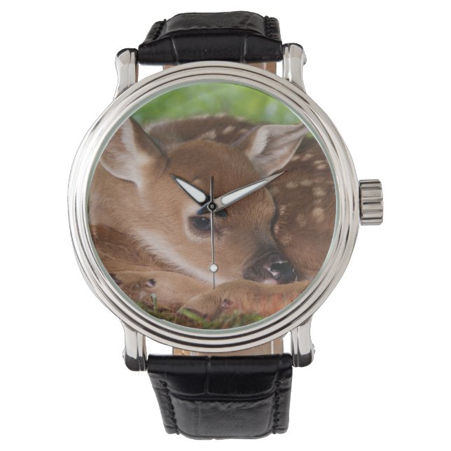 Montre Bébé de cerfs à queue blanche, Kentucky, âgé de de (devant)