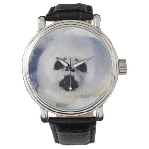 Montre Bécasseau glacé du golfe du Saint-Laurent,