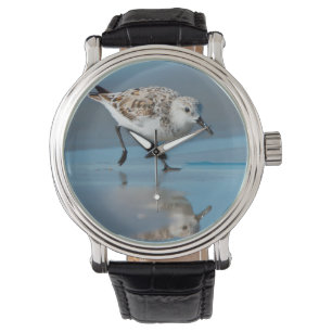 Montre Bécasseau Sanderling (Calidris Alba) Se Nourrissan