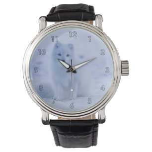 Montre Belle Islande Renard arctique reposant dans la nei