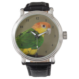 Montre Belle Perroquet caïque à ventre blanc Poser