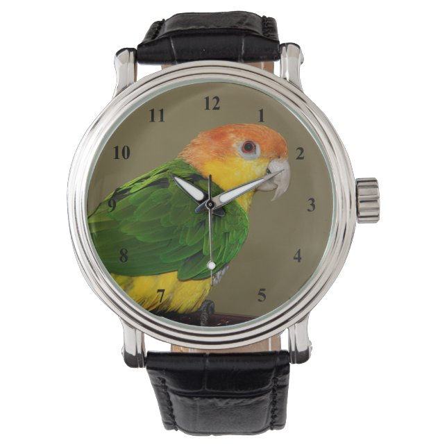 Montre Belle Perroquet caïque à ventre blanc Poser (devant)