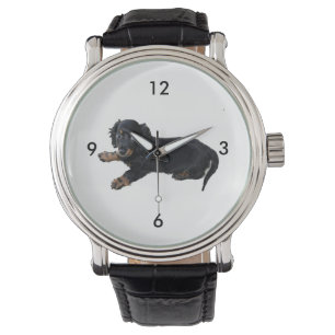 Montre Black Dachshund Cocker Spaniel Puppy Photographie