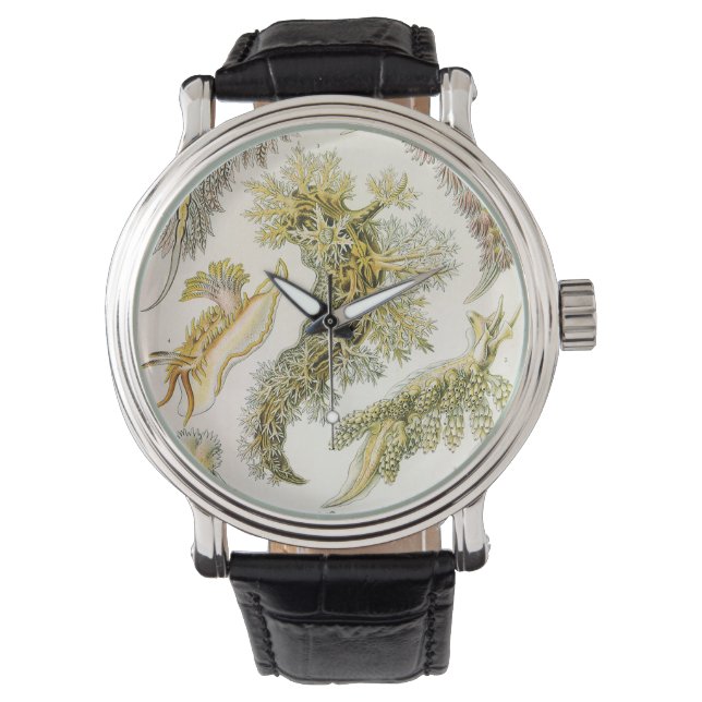 Montre Boues de mer par Ernst Haeckel, Nudibranchia Vinta (devant)