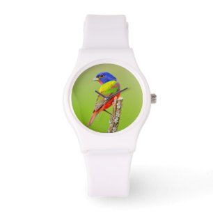 Montre Bruant à tête rouge (Passerina ciris) Mâle perché