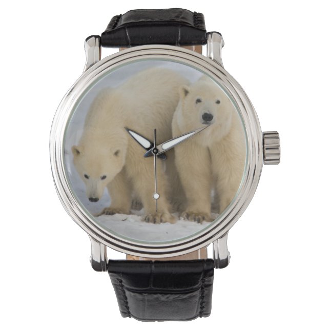 Montre Canada, baie d'Hudson. Mère d'ours polaire avec de (devant)