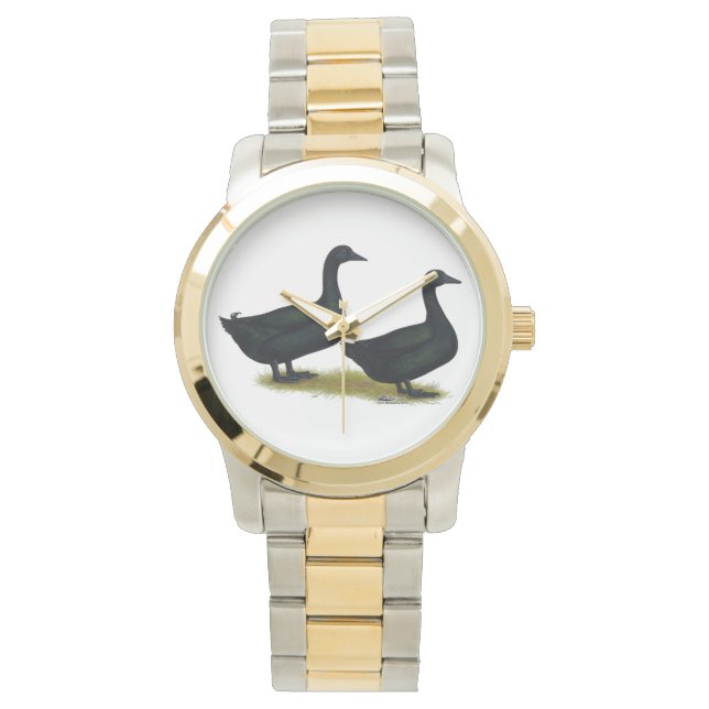 Montre Canards : Cayugas noirs (devant)