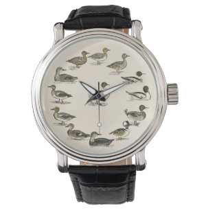 Montre Canards des illustrations de l'Amérique du Nord