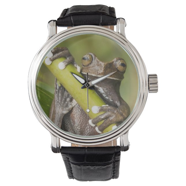 Montre Captive Tapichalaca Grenouille Hyloscirtus (devant)