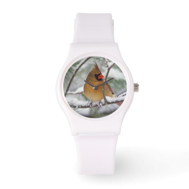 Montre Cardinal du Nord féminin dans un pin enneigé, (Recto)