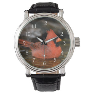 Montre Cardinal rouge mâle se baignant