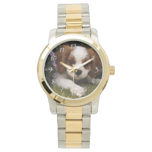 Montre Cavalier King Charles Spaniel
