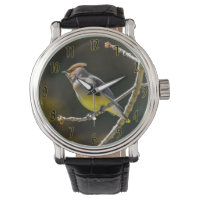 Cèdre cire Songbird Photo originale Oiseau sauvage
