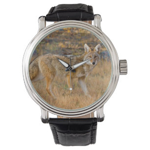 Montre Chasse au coyote (Canis Latrans)